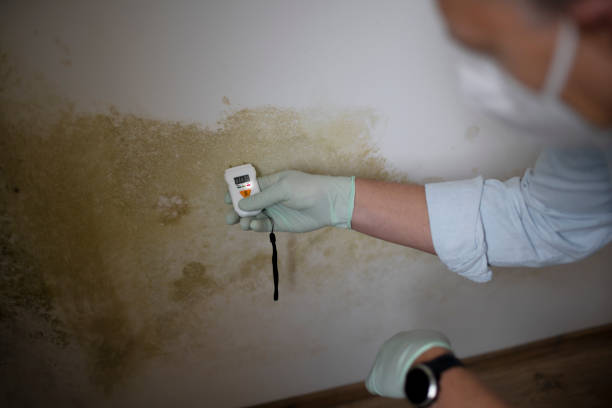 Best Emergency Mold Remediation in Falls Creek, PA
