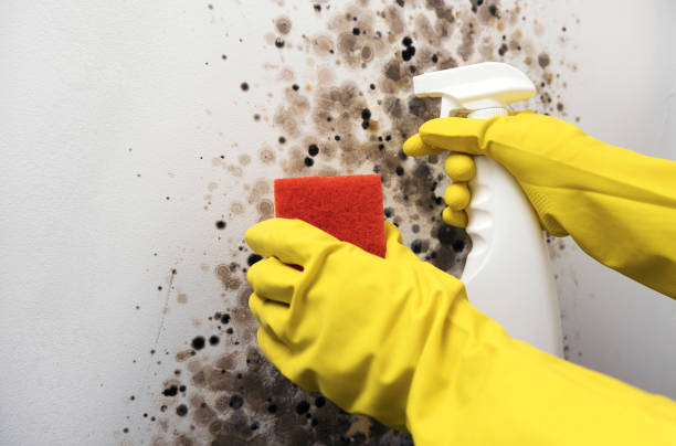 Best Kitchen Mold Remediation in Falls Creek, PA